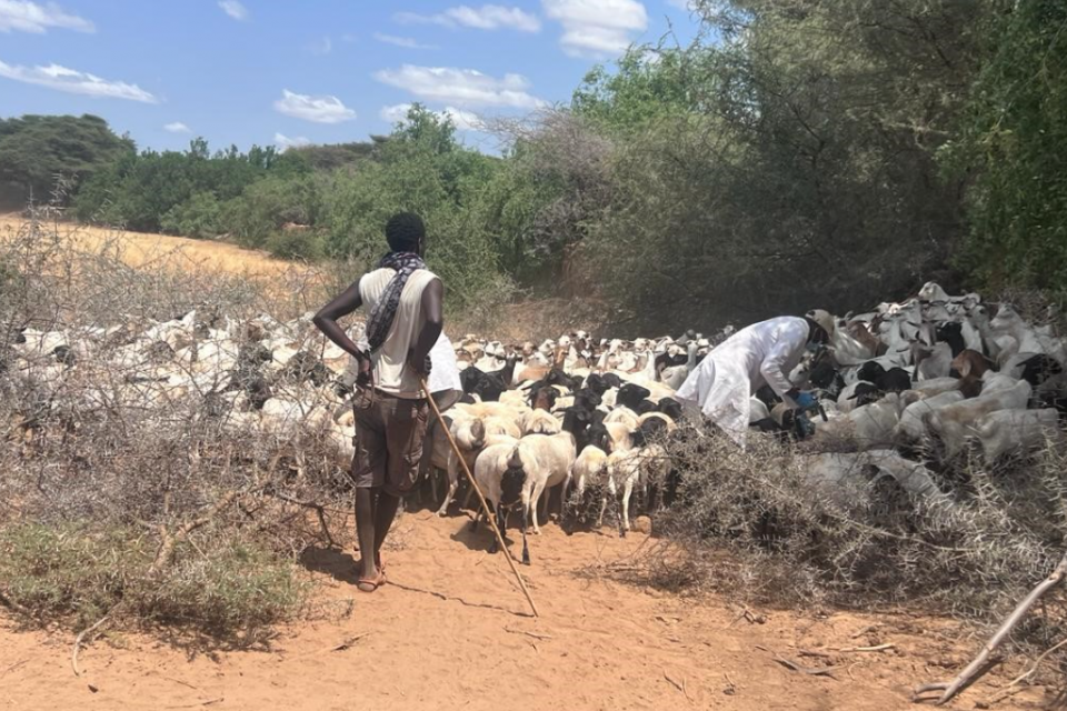 Vaccinating small ruminants against Rift Valley fever in Isiolo County, Kenya (photo credit: ILRI/Adan Abdi). 