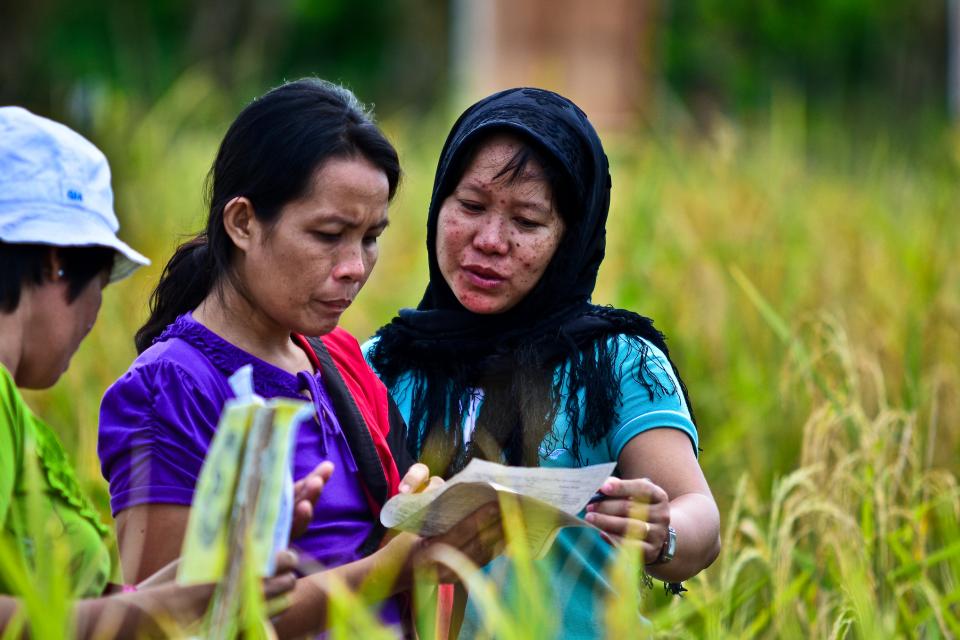 Photo of women in rice