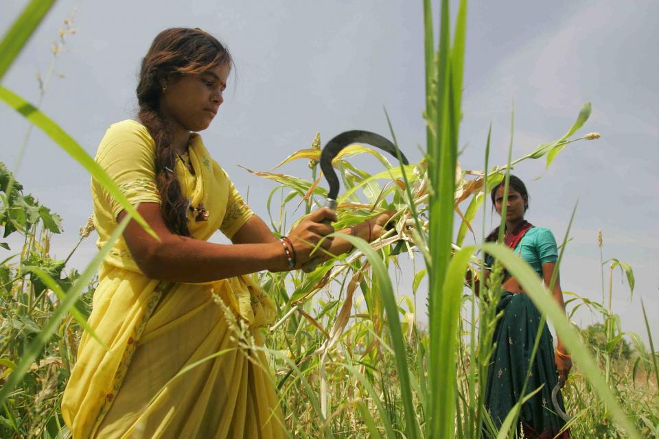 Women in India harvesting