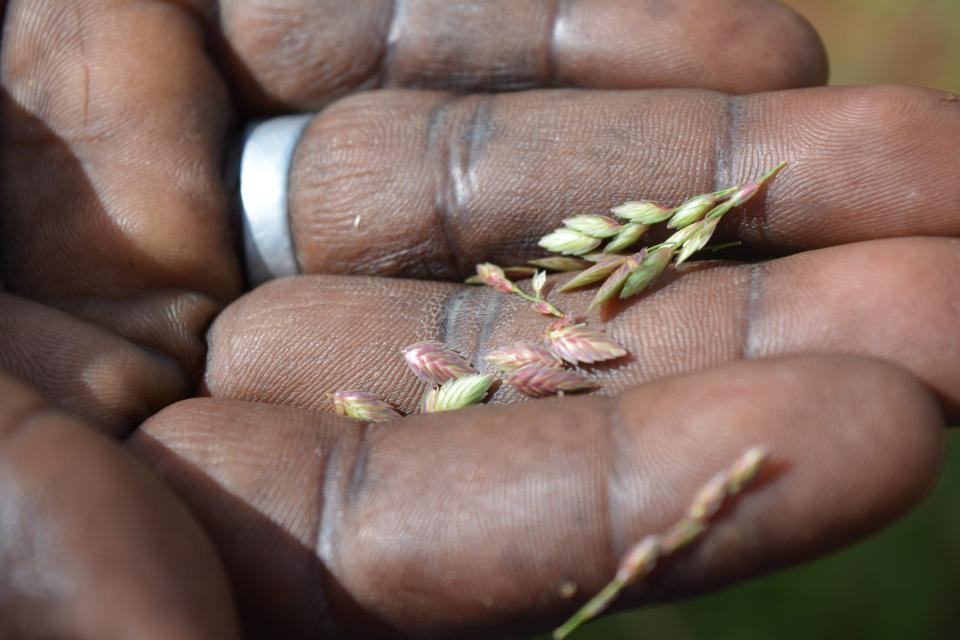 Photo of hand with seeds