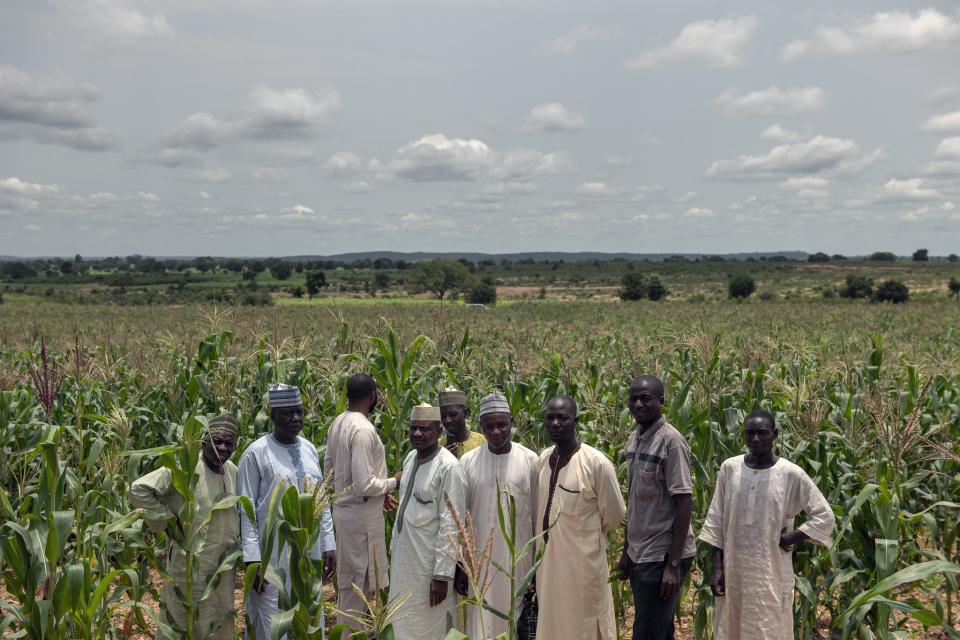 Men farmers in Maize field in Nigeria