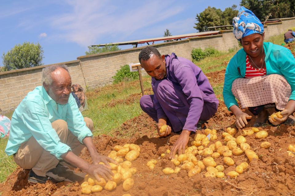 potato varieties 