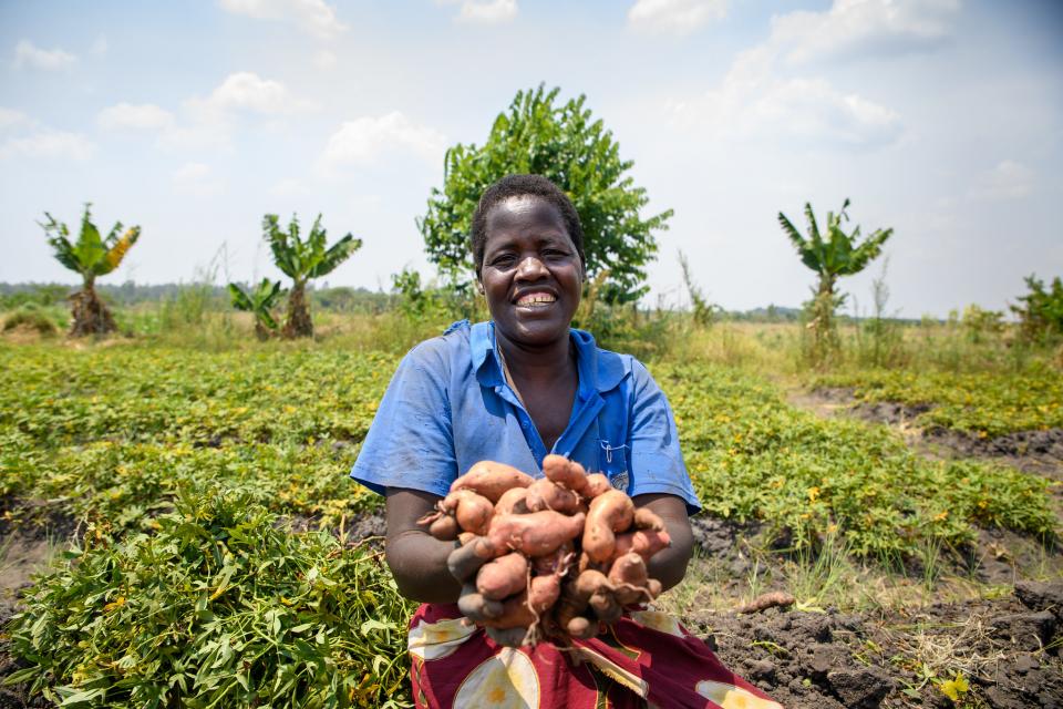A sweet potato farmer