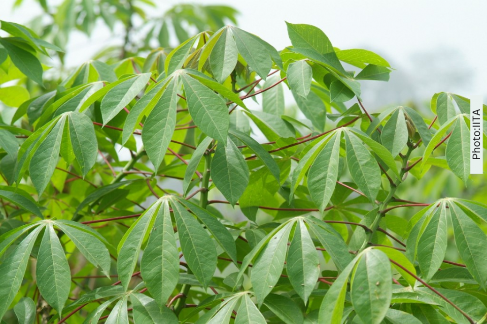 Photo of cassava plant: IITA