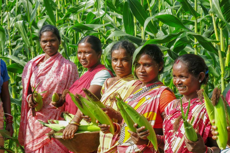 Harvesting some maize