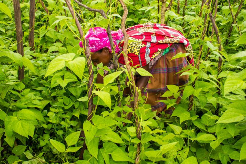 Woman bending down among bean plants