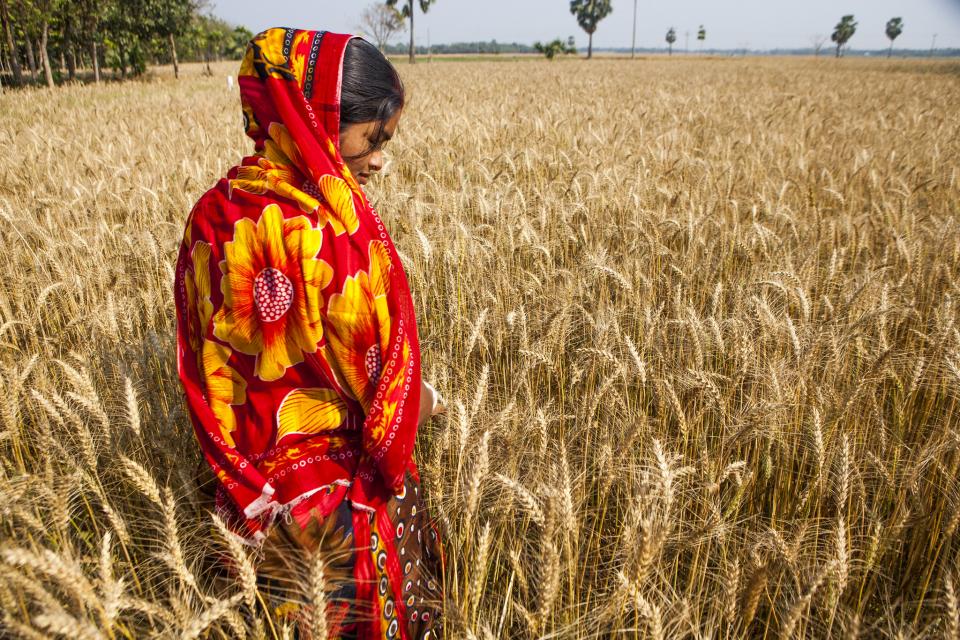 Woman wheat farmer in Rajbari District, Bangladesh.