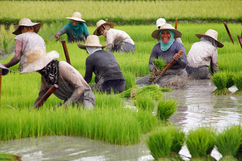 Rice harvest in the Philippines.