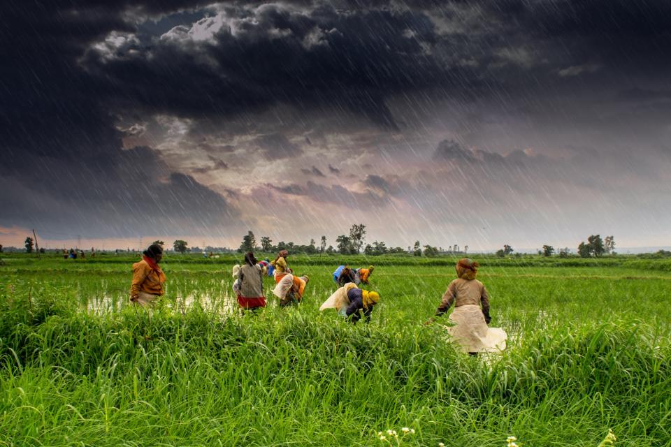 Photos of farmers in field.