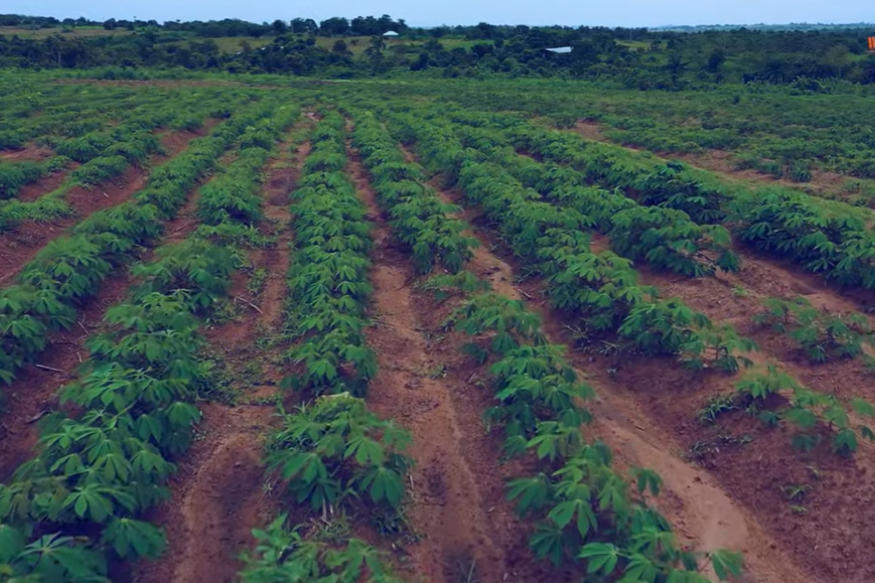 Cassava Farm