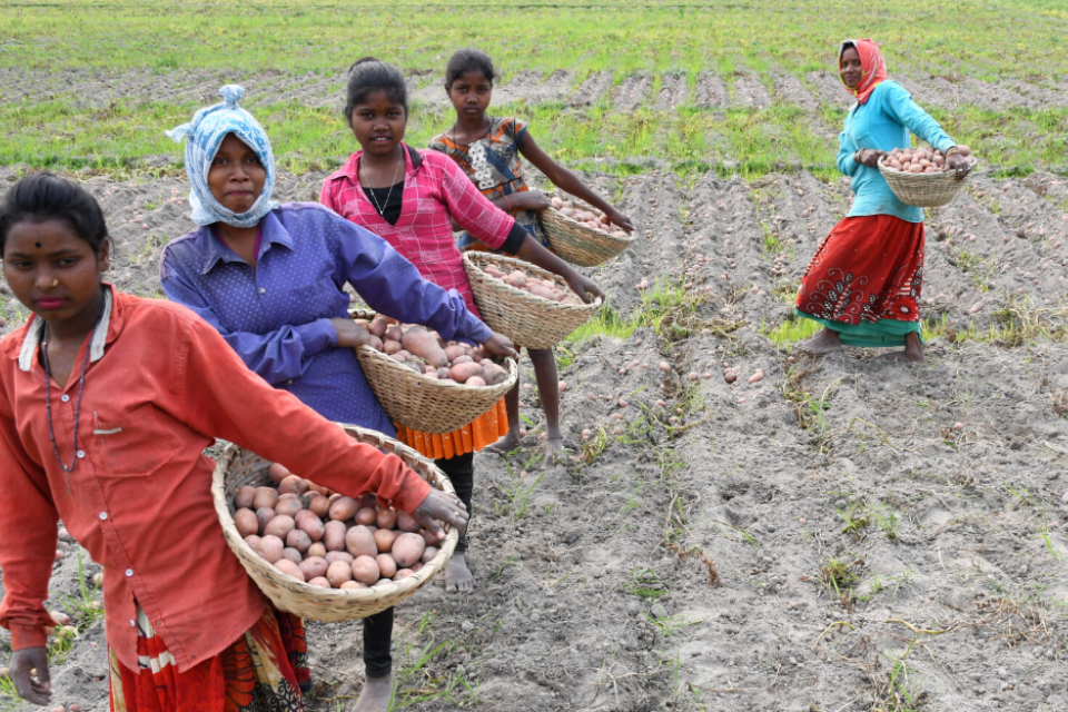 Potato farmers in Assam, India