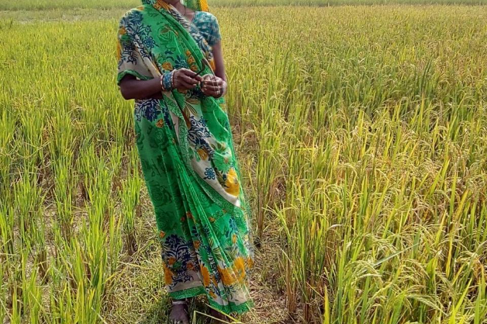 A woman in a rice field