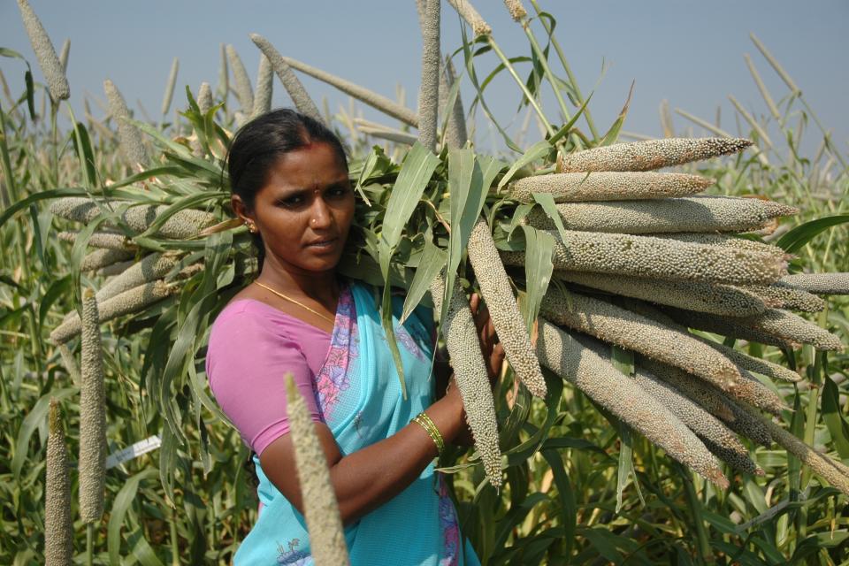 Farmer with sorghum in India. Photo: ICRISAT.