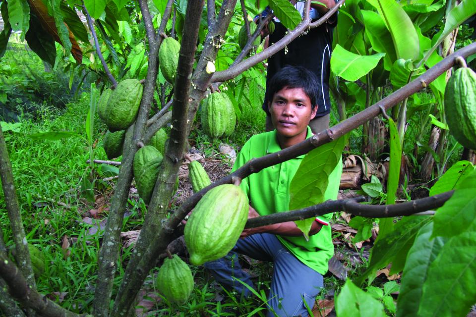 Village cocoa doctors like Muis Samsuddin are helping to transform cocoa farming in Sulawesi. Photo: ICRAF.
