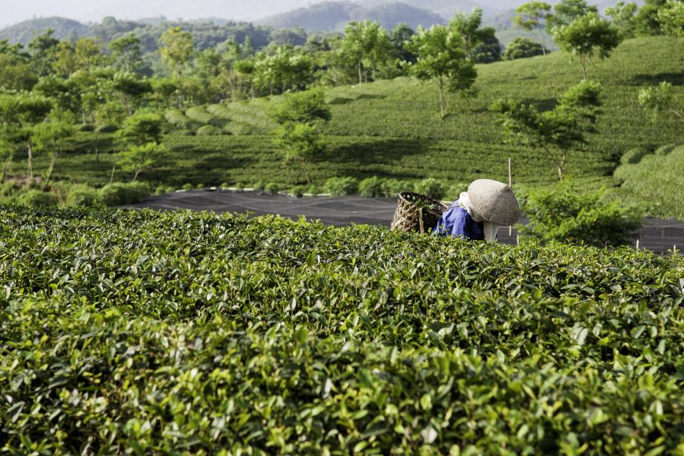 Farmer in tea plantation in Vietnam
