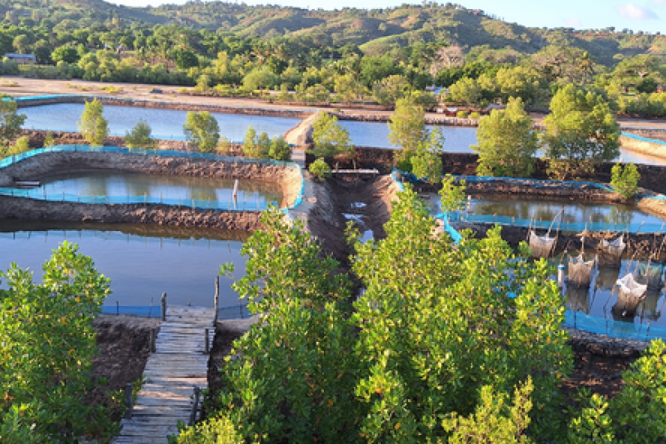 mariculture ponds