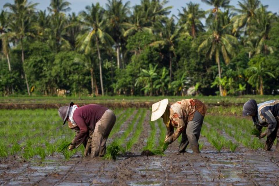 Photo of women in rice field