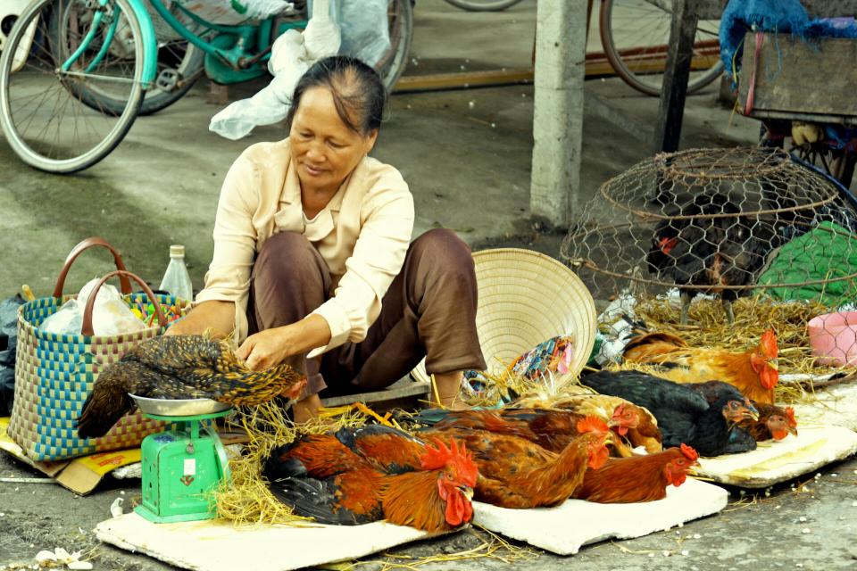 A live chicken vendor weighs a chicken in Hung Yen province, Vietnam (ILRI/Nguyen Ngoc Huyen)
