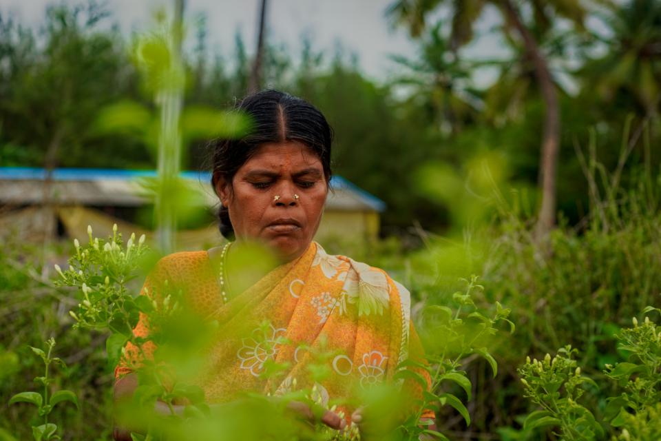 Rural Indian Women farming in flower field