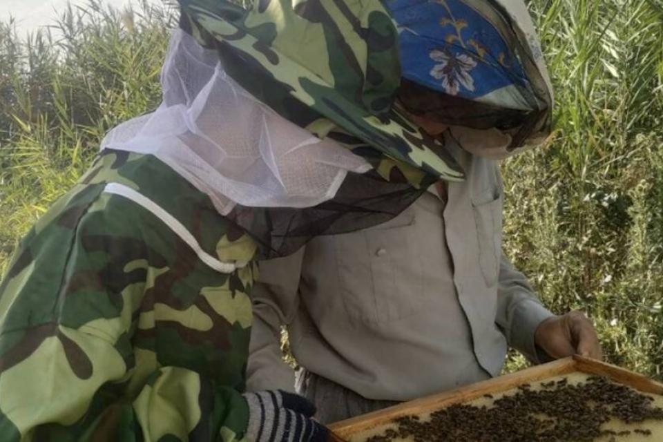 Olga & Sergey inspecting a hive. Photo: ICARDA.