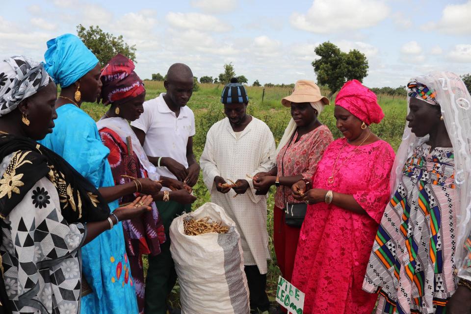 Presentation of the different types of cowpea varieties in production at the Daga Birame Technology Park