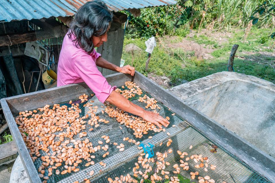 Cacao drying in the sun