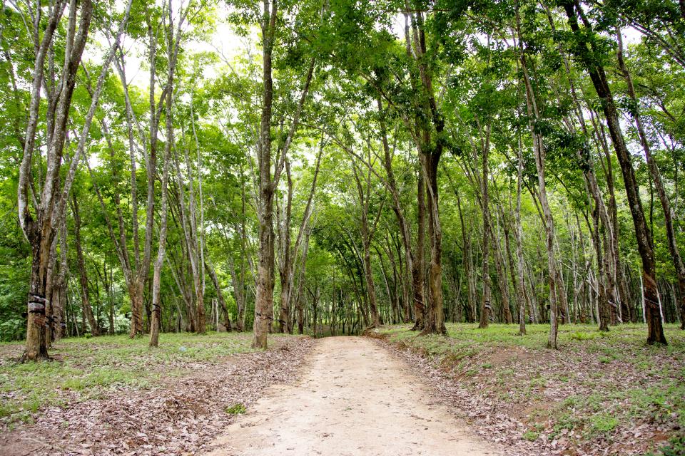 Road Leading into a Dense Rubber Plantation, Malawi, Africa