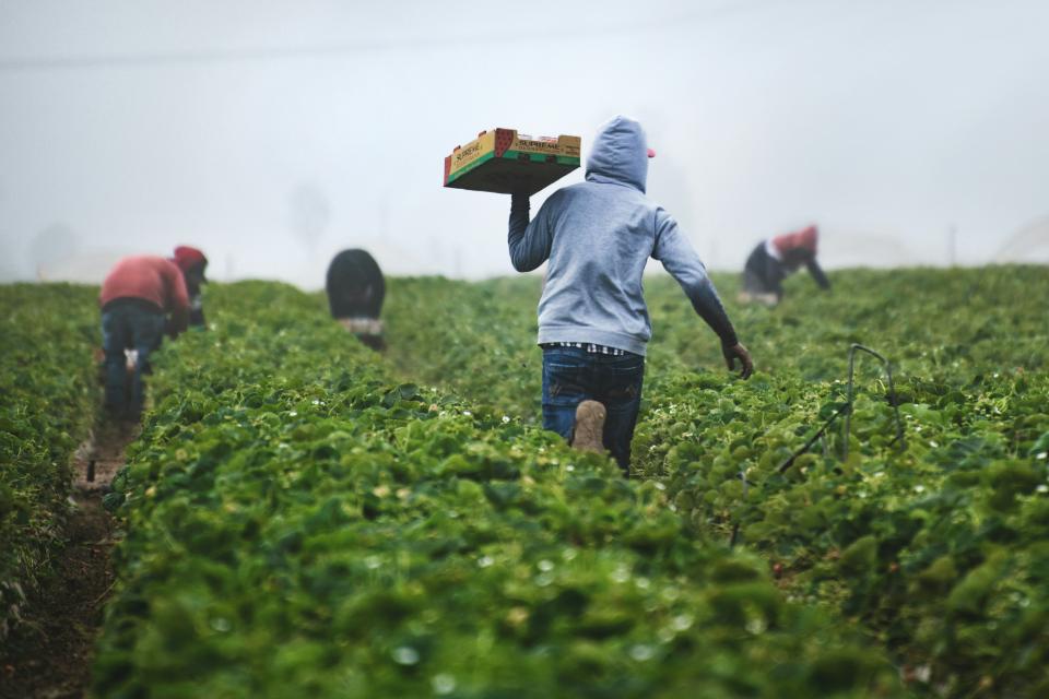 Man on a farm