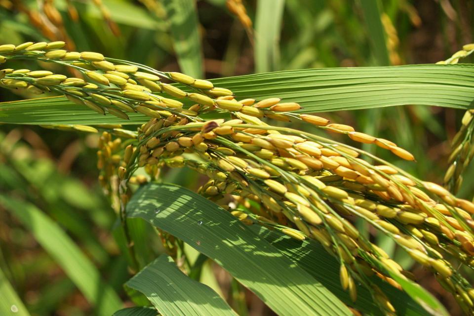 close up of AfricaRice NERICA variety