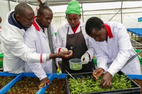 Trainings in cuttings production. Photo by Nathan Ronoh