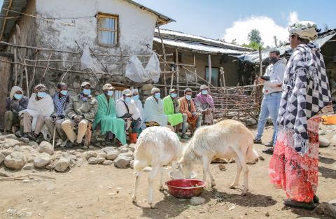 Field day of the Program for Climate-Smart Livestock (PCSL) in Debre Birhan, April 2021