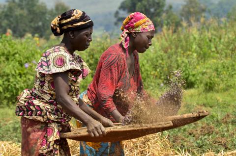 women winnowing beans