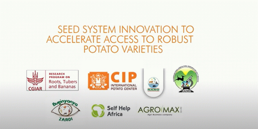 Seed system innovation to accelerate access to robust potato varieties