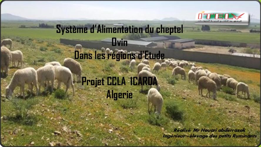 Système d’alimentation du cheptel ovin dans les régions du Projet CLCA en Algérie