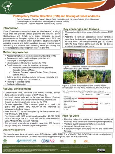 Participatory Varietal Selection (PVS) and Scaling of Enset landraces