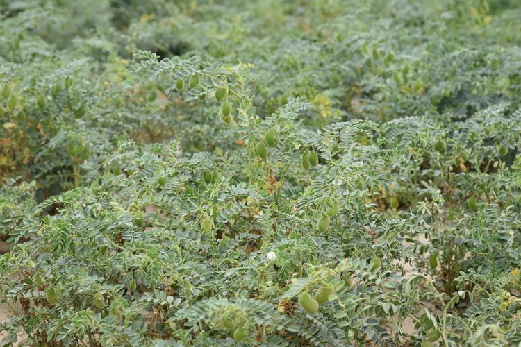 Spring chickpea in rainfed areas of Kamashi district, Kashkadarya region, Uzbekistan