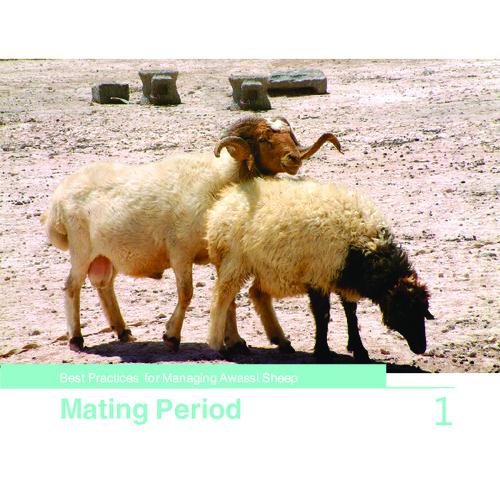 Best Practices for Managing Awassi Sheep 1- Mating Period