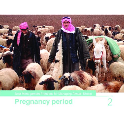 Best Practices for Managing Awassi Sheep 2- Pregnancy period