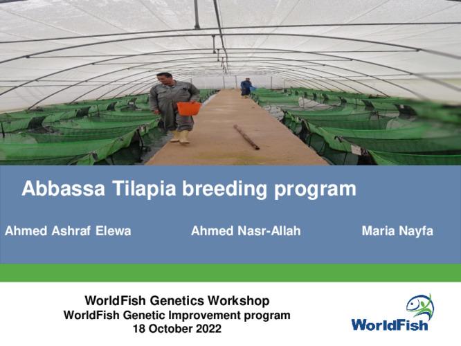 Abbassa Tilapia breeding program