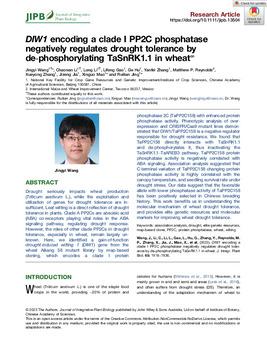 DIW1 encoding a clade I PP2C phosphatase negatively regulates drought tolerance by de-phosphorylating TaSnRK1.1 in wheat