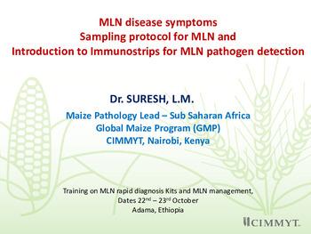 MLN disease symptoms sampling protocol for MLN and introduction to immunostrips for MLN pathogen detection