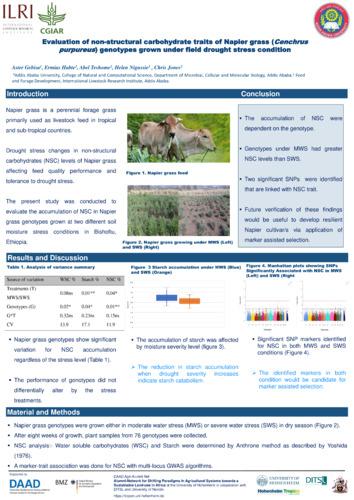 Evaluation of non-structural carbohydrate traits of Napier grass (Cenchrus purpureus) genotypes grown under field drought stress condition