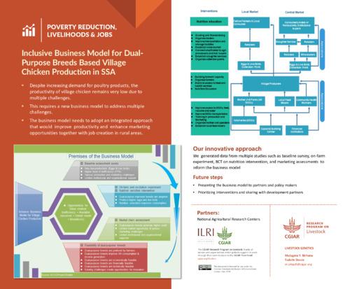 Inclusive business model for dual-purpose breeds based village chicken production in SSA