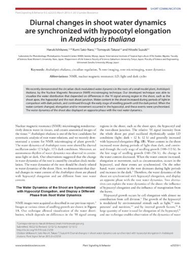Diurnal changes in shoot water dynamics are synchronized with hypocotyl elongation in Arabidopsis thaliana