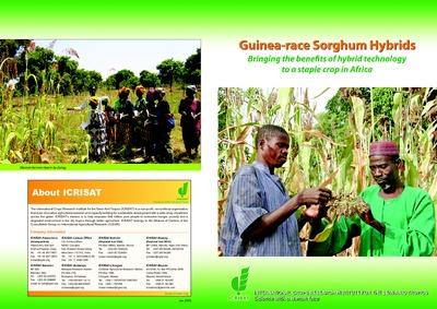 Guinea-race Sorghum Hybrids: Bringing the benefits of hybrid technology to a staple crop in Africa