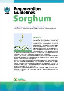 Regeneration guidelines: sorghum