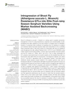 Introgression of Shoot Fly (Atherigona soccata L. Moench) Resistance QTLs into Elite Post-rainy Season Sorghum Varieties Using Marker Assisted Backcrossing (MABC)