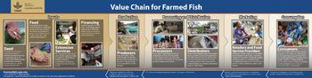 Value chain for farmed fish