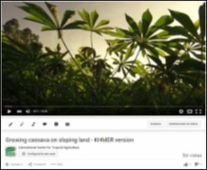 Farmer-to-farmer video: Growing cassava on sloping land (Khmer version)