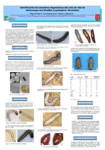 Identificación de caracteres diagnósticos del ciclo de vida de Helicoverpa zea (Boddie) (Lepidoptera: Noctuidae)